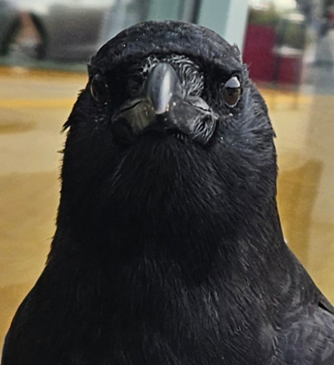 angy crow